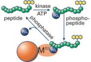 IMAP Assay Components