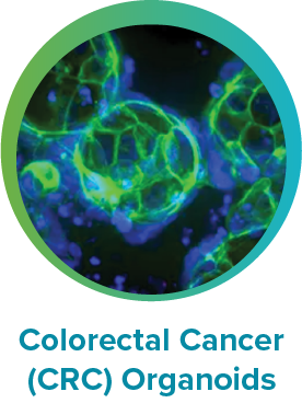 Human Colorectal Cancer Organoids