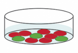 EarlyTox Caspase-3/7 NucView 488 Assay Kit