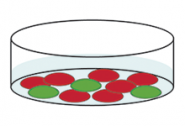 EarlyTox Caspase-3/7-D NucView 488 Assay Kit