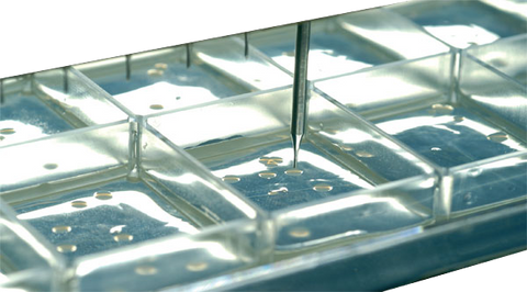Vented Qtray with cover and 48 well divider, polystyrene, 242 x 240 x 20 mm, sterile, 5 pieces per pack, 20 per case/box