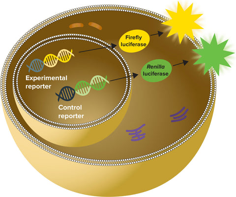 SpectraMax® DuoLuc™ Reporter Assay Kit
