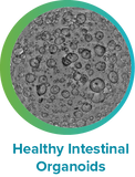 Human Normal Duodenum Organoids