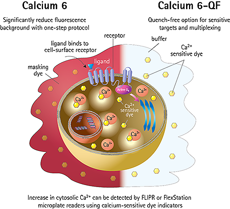 FLIPR® Calcium 6-QF Assay Kits