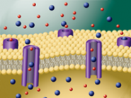 FLIPR Membrane Potential Assay Kit