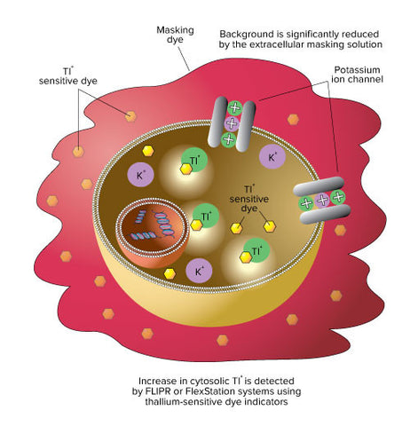 FLIPR Potassium Assay Kit