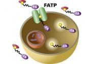 QBT Fatty Acid Uptake Assay Kit